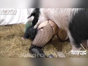 Bestiality: A Woman and a Pig in a Hard Sex Scene