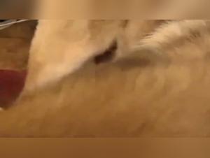 Doggy Play with Dildo and a Pussy