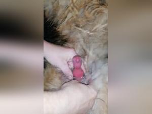 Bestiality Sex Video: An Intense Experience