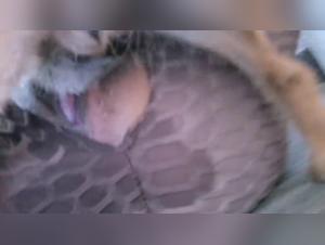 Untamed Instinct: Canine Allure Unleashed