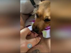 Zooporno Bestiality Compilation: Explore the Most Intense