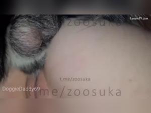 zorra chupando su perro savage