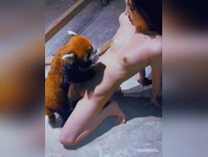 The Erosive Zooophilia of Koala Bear