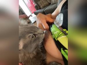 Bestial video: a pussy satisfied by a dog