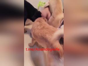 bitch fucks dog hardcore