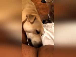 Round and naughty woman indulges in bestiality with a dog