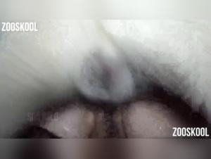 Yasmin and her Canine Romance