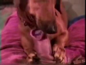 Dog licking a penis: an intense bestiality video
