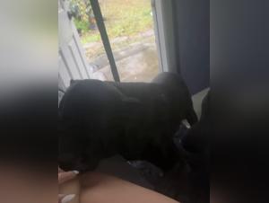 Hund leckt Pussy