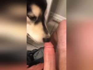 First Experience of Zoophilia