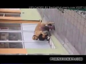 caballo follar puta hardcore