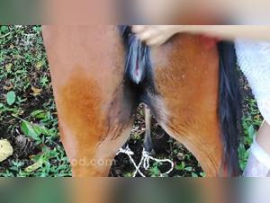 Doggy sex with Vanessa and Valeria on Beast Tube