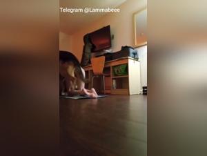 Epouse Tatouée Fougueuse : Chien Défonce Creampie