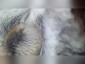 Dog Sex Videos: Pushed Limits