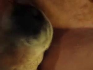 Video of Sex with a Dog - Zoophilia