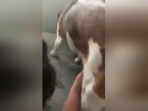 tierliebe akt mit frau und hund