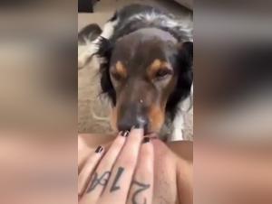 Perra succiona a su perro - Licking extremo