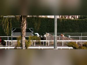 Horse Sex Scene - Crank 2