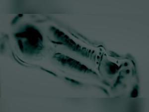 Elise X-Ray: An Intimate and Bestial Connection