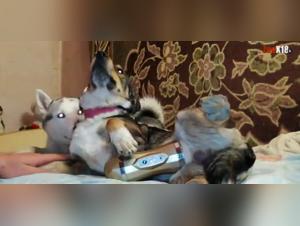 Fleshlight Puppy - An Exciting Bestiality Story