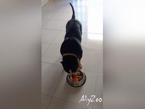 Bestiality: a woman and her dog in a shocking video