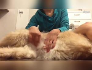 Exploring Canine Intimacy with Ticzoo