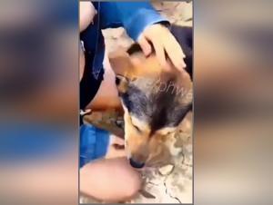 Asian in an Intimate Relationship with a Dog