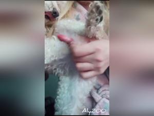 Unveiling the ArtofZoo Enigma