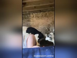 sótano sexo perro salvaje