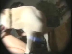 Bitches fuck dogs, wild animal sex