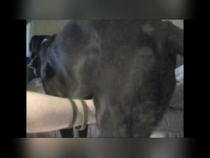 Understanding UK Bestiality Law