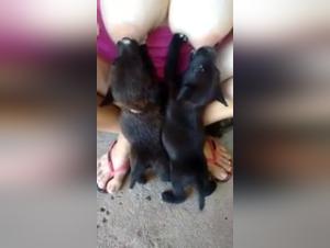 Bestial video: a dog and her master