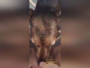 tierliebe - hunde sexuelles, ultimative geilheit