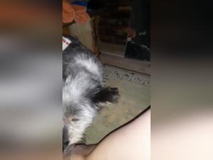 Mujer follo perro, escena brutal