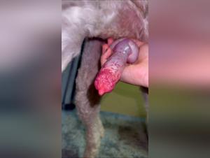 Hundeschwanz - Brutal Tiersex