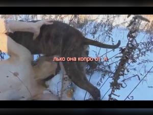 Nadya from TeamRussia in beastly sex video