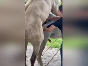 Salope Baise Chien Vet