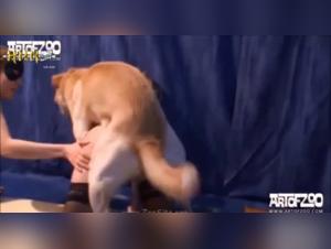 Bestial Compilation: Dogs and Humans