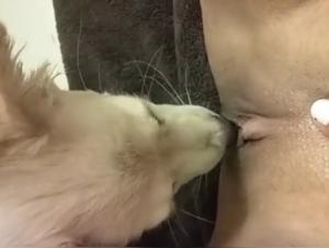 Video von Sex mit einem Hund