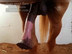 zoophilia tube compilation