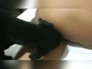 Bestial encounter: unconscious woman and dog