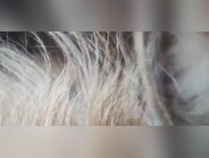 Wild Sex: The Best Animal Lovers Content on TikTok with Gozada