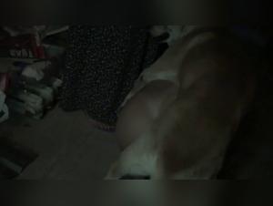 Intimate moments between man and his best friend, a shocking video of bestiality