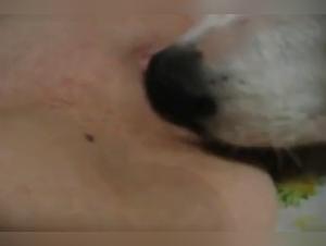 Dog Sex Video: An Intense and Unique Experience