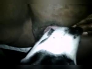 Black woman and dog: a shocking bestiality video