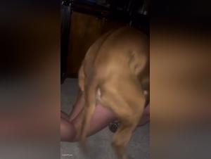 Hardcore Dog Sex - Extreme Bestiality Video