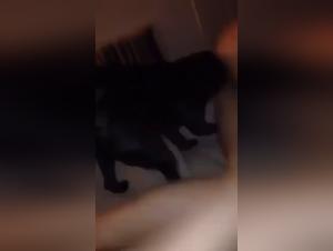 The first encounter : a gateway to adventure