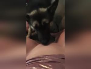 Shepherd and slut: an extreme bestiality video