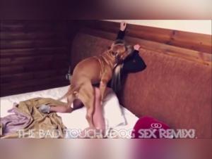 The Best Dog Sex Compilation