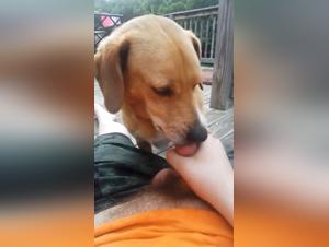 baise chien fétichisme brutal